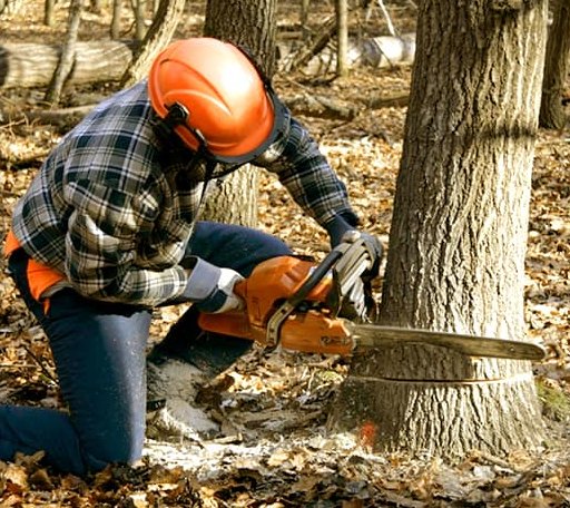 Tree Removal in Gilchrist, TX